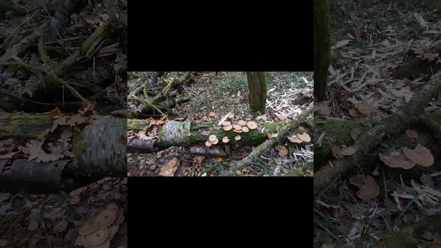 Сегодня грибы опята 30.09.2023. Жестко разгрызано по середине дерево. Следы кабана. смотреть онлайн