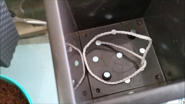 Омоложение взрослых антуриумов и посадка их на фитиль смотреть онлайн