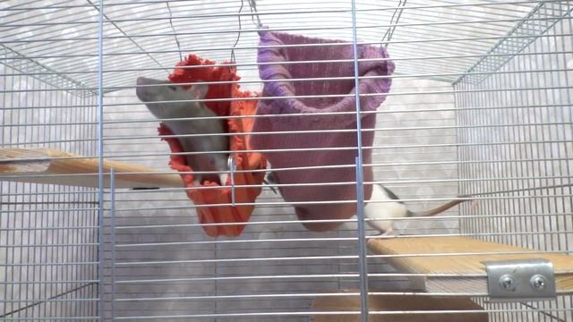 Крысы домашние. Карантин для крыс смотреть онлайн