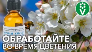 Как УБЕРЕЧЬ ЦВЕТУЩИЙ САД ОТ МОРОЗОВ и при этом увеличить количество завязей?