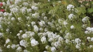 ПЕТУНИЯ И АЛИССУМ, ЭТО БЕЗУМНО КРАСИВО !!! ПОСАДКА АЛИССУМА И УХОД, ОБЗОР И ЦВЕТЕНИЕ.