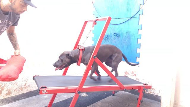 Pit Bull Grand Champion - Cate's NIGERINO 5xW POR - Dogfighting History #gamedogs #pitbull #apbt