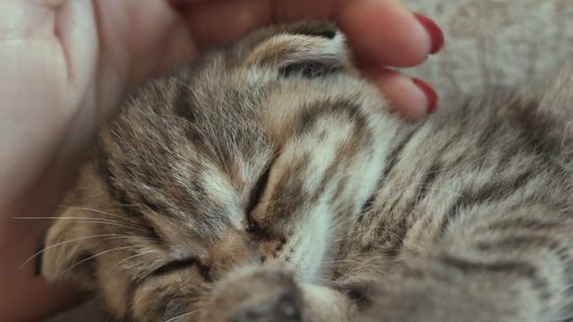 тихо,котик спит