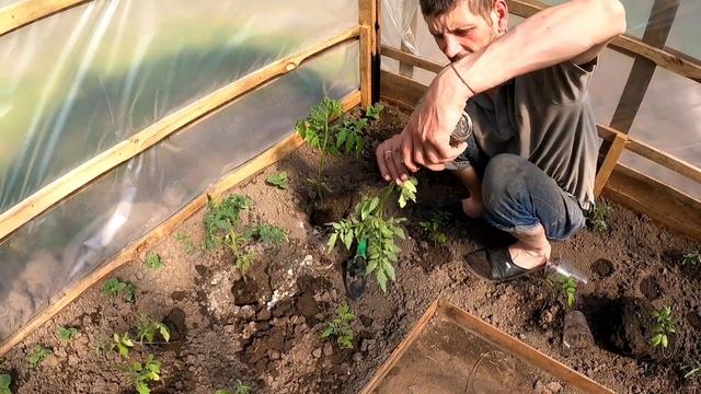 Для хорошего урожая помидор не пропустите этот момент. Отличная подкормка растений за копейки. смотреть онлайн