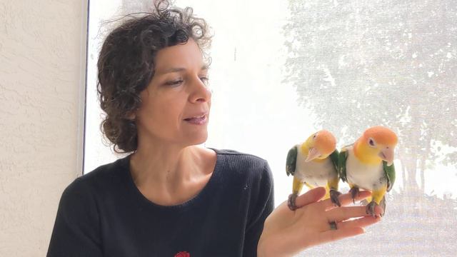 What You Have To Know About #Caique Parrots: A Pet Parrot Like No Other #Parrot_Bliss смотреть онлайн