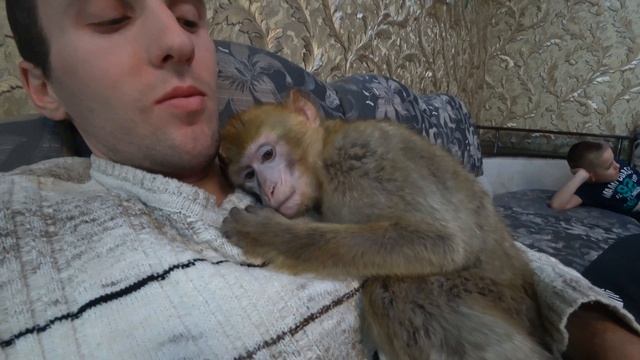 Домашняя обезьяна не видела своего хозяина почти месяц смотреть онлайн