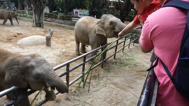 GuangZhou: Chimelong Safari Park смотреть онлайн
