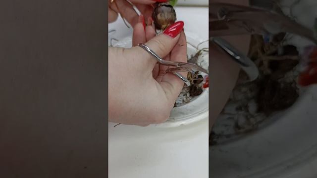 Выскочка есть ВЫСКОЧКА ?? смотреть онлайн