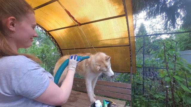 Груминг хаски Вегаса ( уход за шерстью, экспресс - линька ) / Grooming husky (express molt ) смотреть онлайн