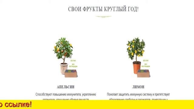 Плодовые Деревья В Горшках смотреть онлайн