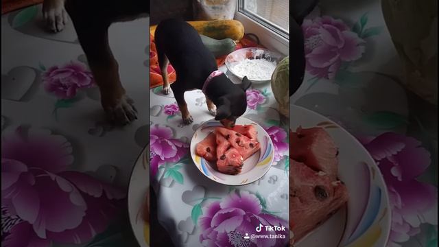той терьер 3 месяца смотреть онлайн
