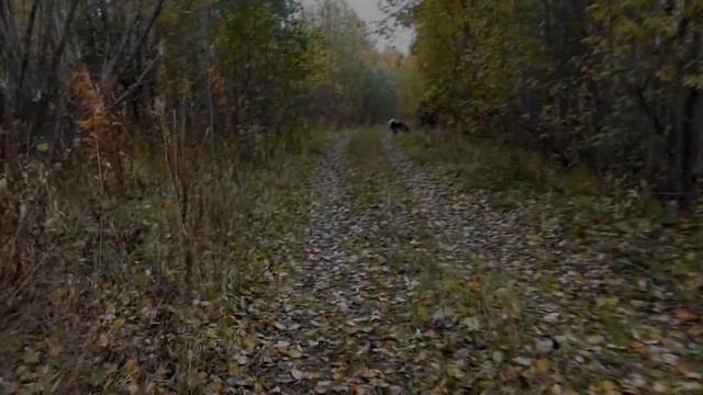 Золотая осень. Маламуты гуляют по лесу. смотреть онлайн