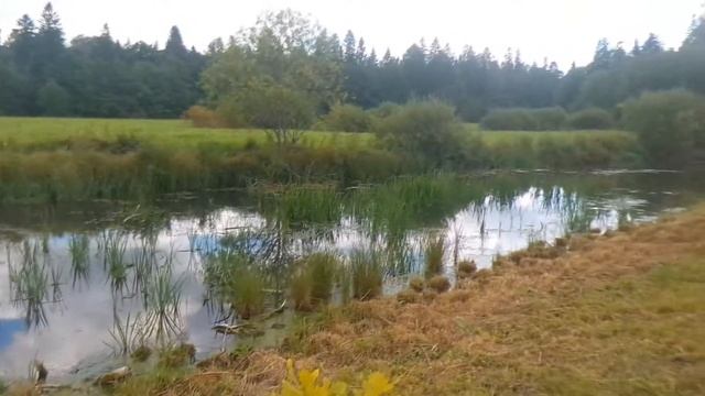 Усадьба Демидовых, готические ворота и горбатый мост. 04. 09. 2020. Тайцы. Часть 1-я.