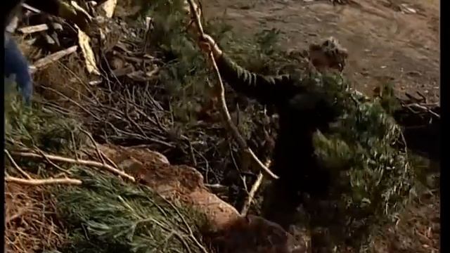 ACEITE DE ENEBRO para uso medicinal y veterinario. Hornada artesanal de sus RAÍCES en el monte смотреть онлайн