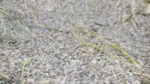 ПЛОХОЕ СОСТОЯНИЕ МЕЛИОРАЦИИ. ЗАБРОШЕННЫЙ МЕЛИОРАТИВНЫЙ КАНАЛ.