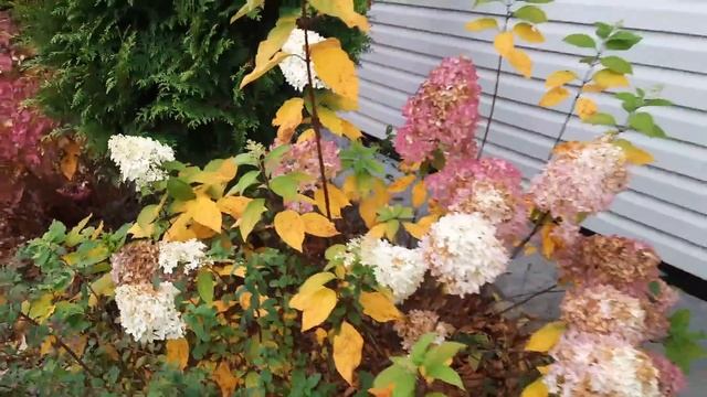 Наш САД в октябре?КАК и КОГДА я ОБРЕЗАЮ метельчатые ГОРТЕНЗИИ осенью? смотреть онлайн