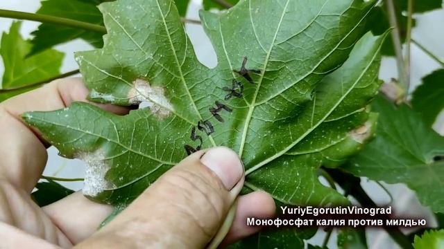 ? Чем можно ЛЕЧИТЬ ВИНОГРАД при СОЗРЕВАНИИ ягод. Два в одном. Лечение и подкормка. Монофосфат кали смотреть онлайн