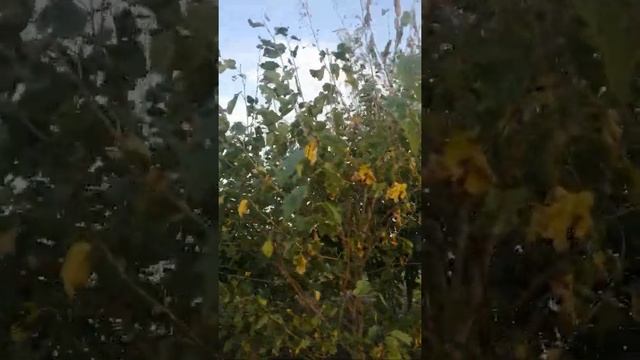 Нашествие гусениц американской белой бабочки. смотреть онлайн