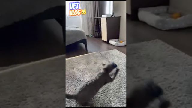 Разбор клинического случая пациента с миопатией 🧐 смотреть онлайн