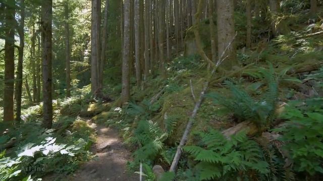 Прогулка по лесу 4K Медитация / Virtual Forest Walk along / Relax / CAMINAR POR EL BOSQUE смотреть онлайн