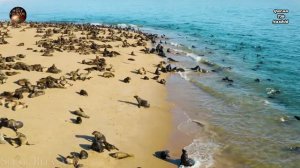 Джуз Амма бо олами хайвонот Раупов #quran_tjk_nashid