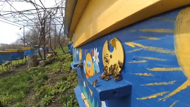 Как пчёлы ранней весной несут пыльцу с клёна .aab. смотреть онлайн