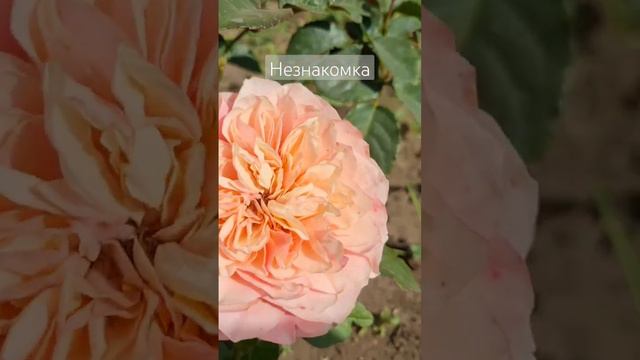 помогите определить сорт😊 #розы #японскиерозы #розыостина #мияби #миябича #микото #кенсингтон гарде смотреть онлайн