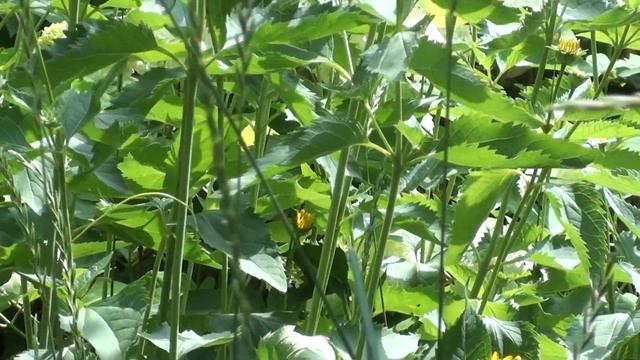 Очень странный вид пчёл. смотреть онлайн