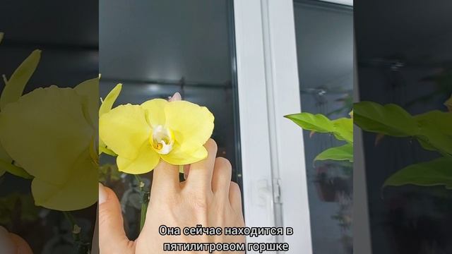 #ОРХИДЕИ ?Феррара?Очаровательный кристальный водопад?Счастливая звезда #фаленопсис #цветы #shorts смотреть онлайн