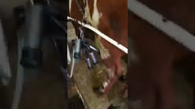 Доильный аппарат беспривязного содержания коров смотреть онлайн