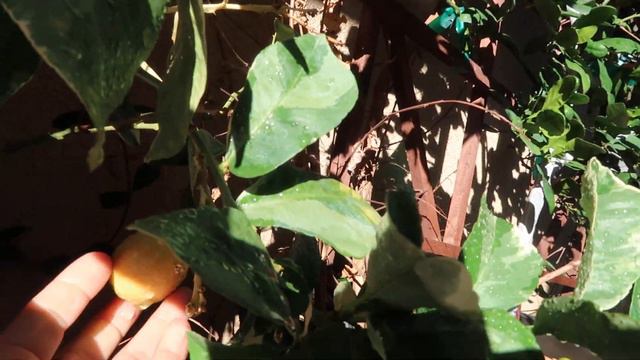 Guess What I discover in the garden / Tons of Citrus in my small Garden смотреть онлайн