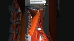 Болит шея? Показываю где находится боль в шее, спазмы и как ее убирать