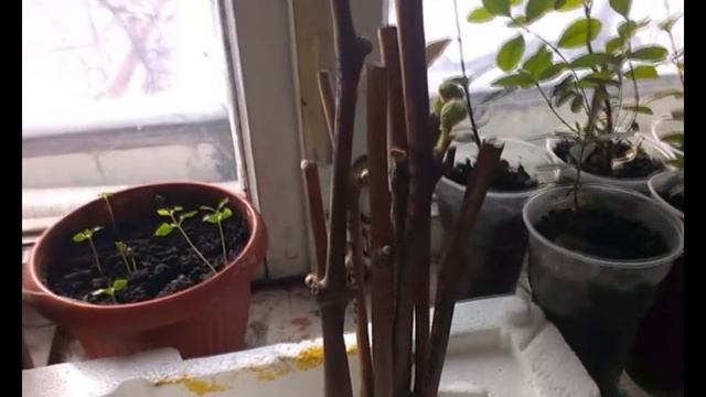 Две недели спустя после начала укоренение черенков винограда в воде. смотреть онлайн