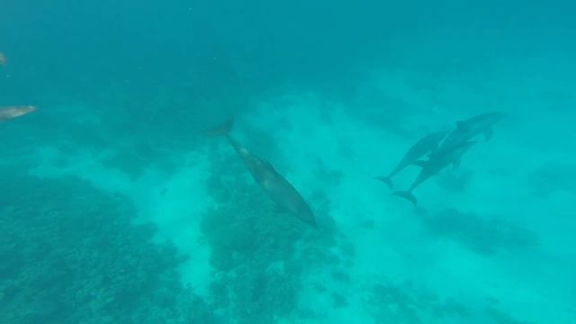 Dolphins in red sea , Дельфины в красном море смотреть онлайн
