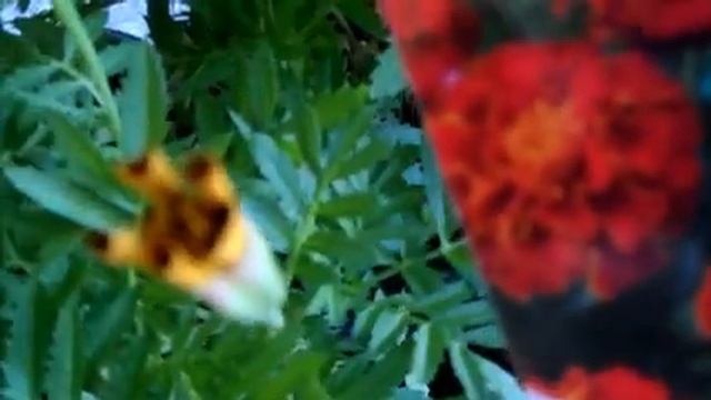 Мои бархатцы Red Brocate уже цветут на подоконнике, бутонов много, главное поливать регулярно.