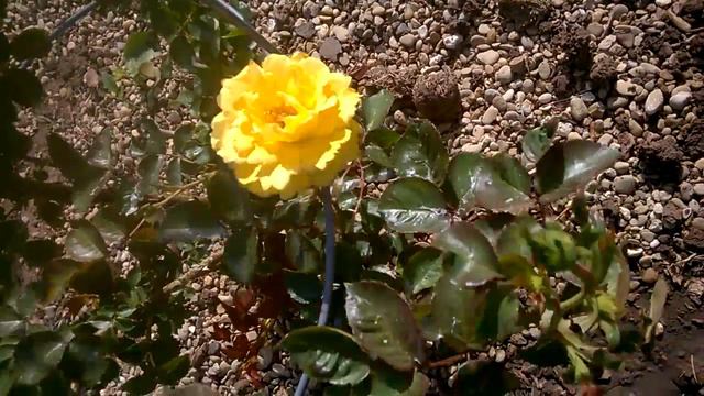 rose royal America смотреть онлайн