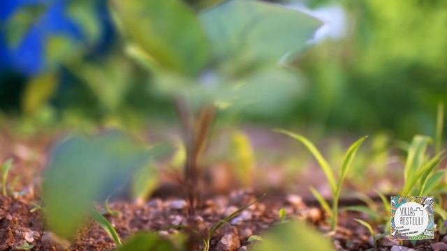 Orti in Malawi | 7000 polpette per il Malawi | Villa Restelli 2020 смотреть онлайн