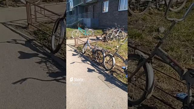 Гастарбайтеры прибыли #Shorts смотреть онлайн