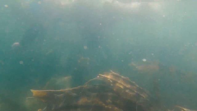 Экскурсия "Морское дно" 03 сентября 2022 смотреть онлайн