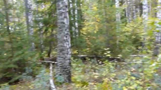 Манчажская вырубка