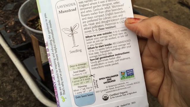 Attempting To Grow Lavender From Seed смотреть онлайн