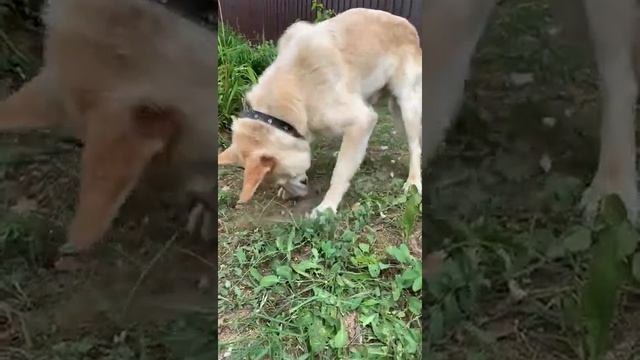 Symiko.ru | Собака Данила ищет дом. Отдаем бесплатно. Собаки в дар в добрые руки. смотреть онлайн