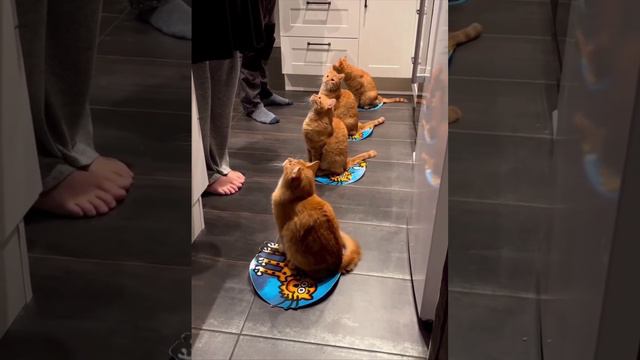 Отличная дрессировка.
Прошу поддержать мой канал подпиской и лайками😘 смотреть онлайн