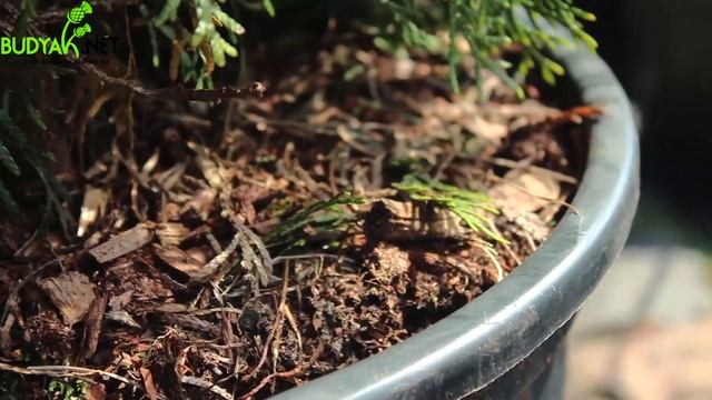 Випуск 23.Туя західна Smaragd смотреть онлайн