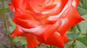 Роза Императрица Фарах.