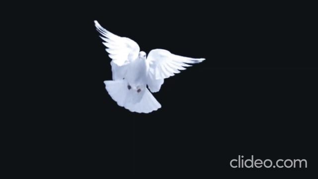 Белый голубь в полете Оригинал смотреть онлайн
