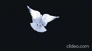 Белый голубь в полете  Оригинал