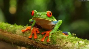 4K HDR 120FPS Video - Dolby Vision Concept