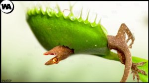 Почему Растения Начали Есть Животных.