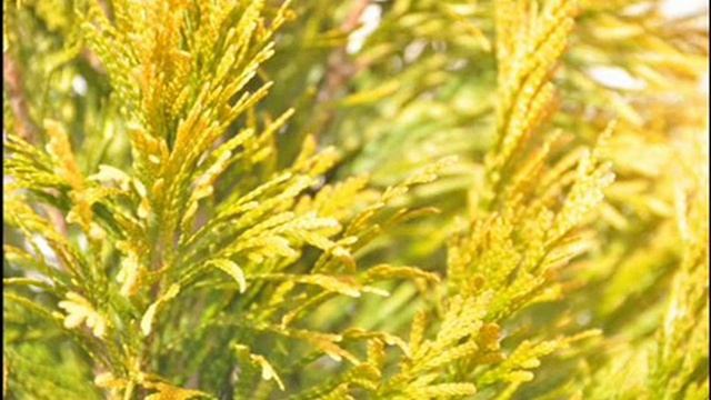 Forever Goldy Arborvitae Thuja plicata '4EVER' PP19267 ready for plant call today смотреть онлайн